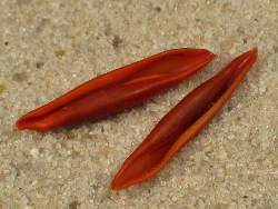 Aclyvolva lanceolata - Ovulidae
