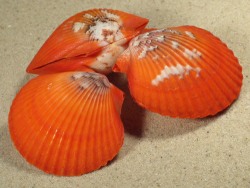 Aeqipecten flabellum - Pectinidae