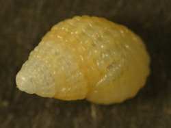Alvania cimex - Rissoidae
