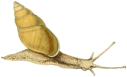 Amphidromus chloris - Camaenidae