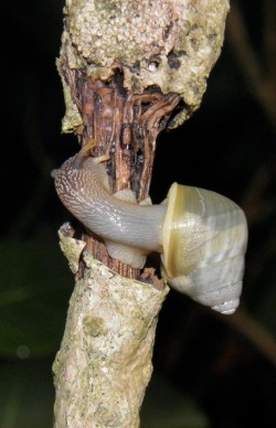 Amphidromus inversus - Camaenidae