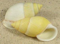 Amphidromus palaceus - Camaenidae
