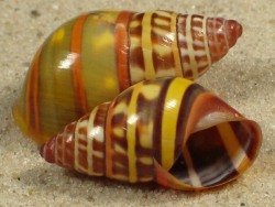 Amphidromus poecilochrous - Camaenidae