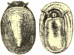 Ancylus fluviatilis - Planorbidae