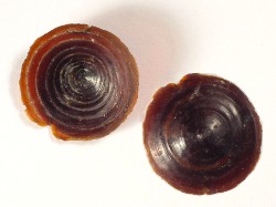 Angaria delphinus - Angariidae