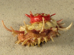 Angaria sphaerula - Angariidae