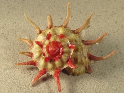 Angaria sphaerula - Angariidae