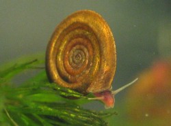 Anisus vortex - Planorbidae