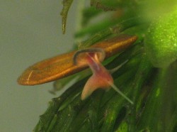 Anisus vortex - Planorbidae