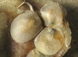 Anomia ephippium - Anomiidae