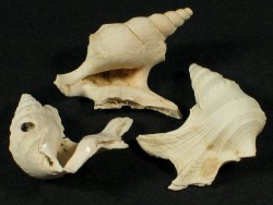 Aporrhais scaldensis  - Aporrhaidae
