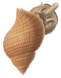 Argobuccinum pustolosum  - Ranellidae