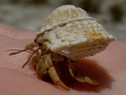 Lithopoma phoebia - Turbinidae