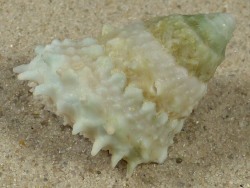 Astralium rhodostomum - Turbinidae