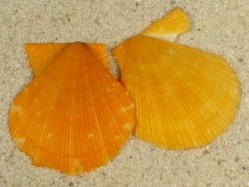 Azumapecten farreri - Pectinidae