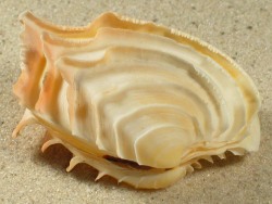 Bassina disjecta - Veneridae