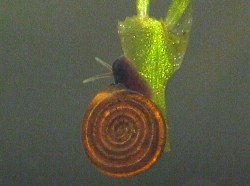 Bathyomphalus contortus - Planorbidae