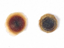 Batillaria zonalis - Batillariidae
