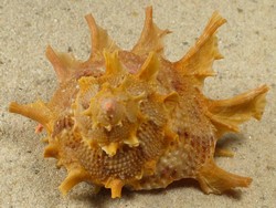 Bolma girgyllus - Turbinidae