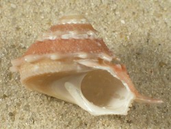 Bolma henica - Turbinidae