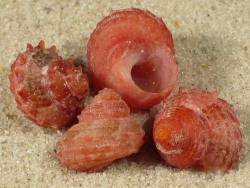 Bolma microconcha - Turbinidae