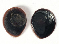 Brotia herculea - Pachychilidae