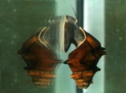 Brotia pagodula - Pachychilidae