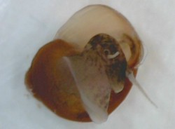 Brotia pagodula - Pachychilidae