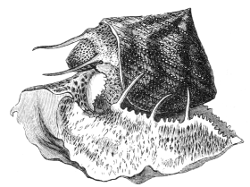 Calliostoma granulatum - Calliostomatidae