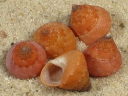 Calliostoma ticaonicum - Calliostomatidae