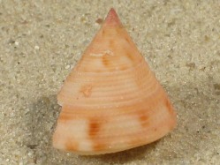 Calliostoma vicdani - Calliostomatidae