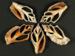Canarium labiatum - Strombidae