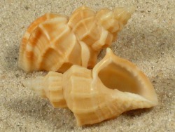 Cancellaria reticulata - Cancellariidae