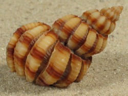 Scalptia mercadoi - Cancellariidae