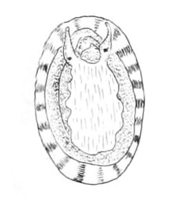 Cellana radiata - Nacellidae