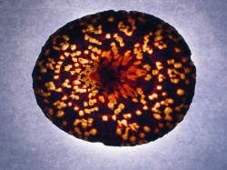 Cellana testudinaria - Nacellidae