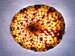 Cellana testudinaria - Nacellidae