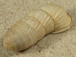 Cerion caerulescens - Cerionidae