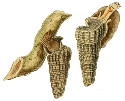 Cerithidea obtusa - Potamididae