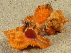 Chicomurex laciniatus - Muricidae
