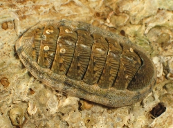 Chiton olivaceus - Chitonidae