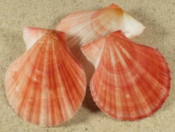 Chlamys hastata - Pectinidae