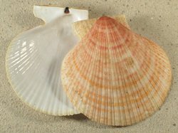 Chlamys islandica - Pectinidae