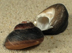 Chlorostoma lischkei - Tegulidae