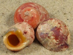 Chrysostoma paradoxum - Trochidae
