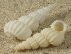 Cirsotrema zelebori - Epitoniidae