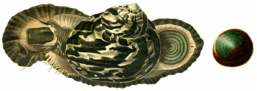 Cittarium pica - Tegulidae