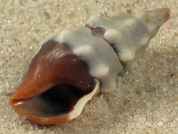 Clavus unizonalis - Drillidae