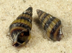Clea helena - Nassariidae