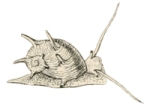 Clithon diadema - Neritidae